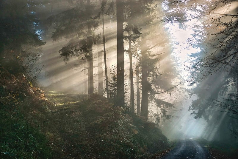 Mystical Woods Clearing